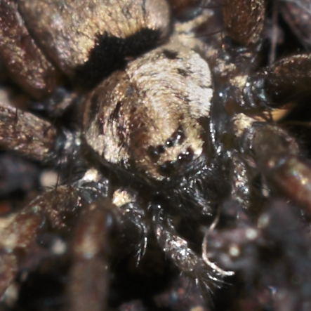 Nomisia sp.